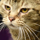 Close-up of cat